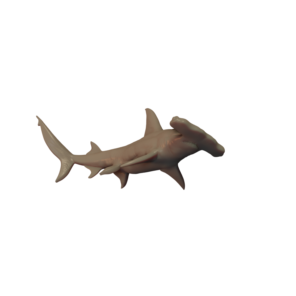 Hammerhead Shark Pose 1