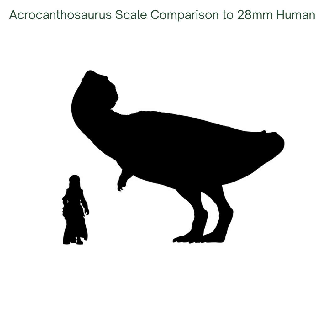 Silhouette comparison of Acrocanthosaurus to a 28mm human figure on a white background.