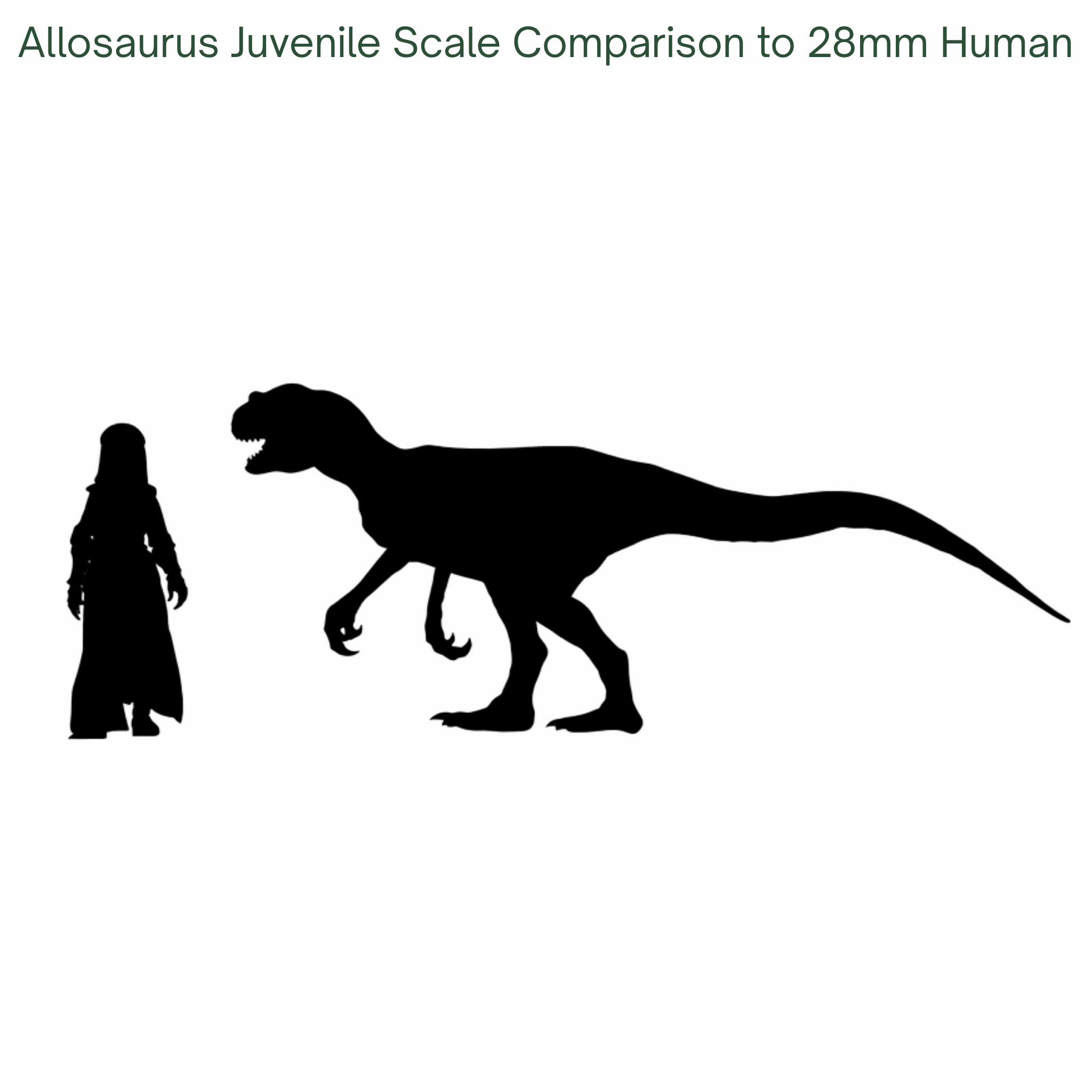 Silhouette comparison of an Allosaurus juvenile and a 28mm human figure on a white background.