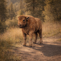 Young bison standing on a dirt path in a forested area