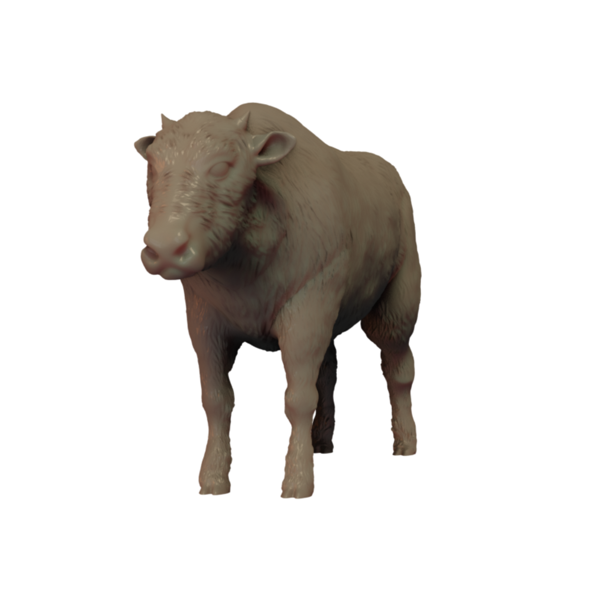 American Bison Calf standing 3D print front view