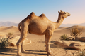 Bactrian Camel standing in a desert landscape with sand dunes and clear sky.