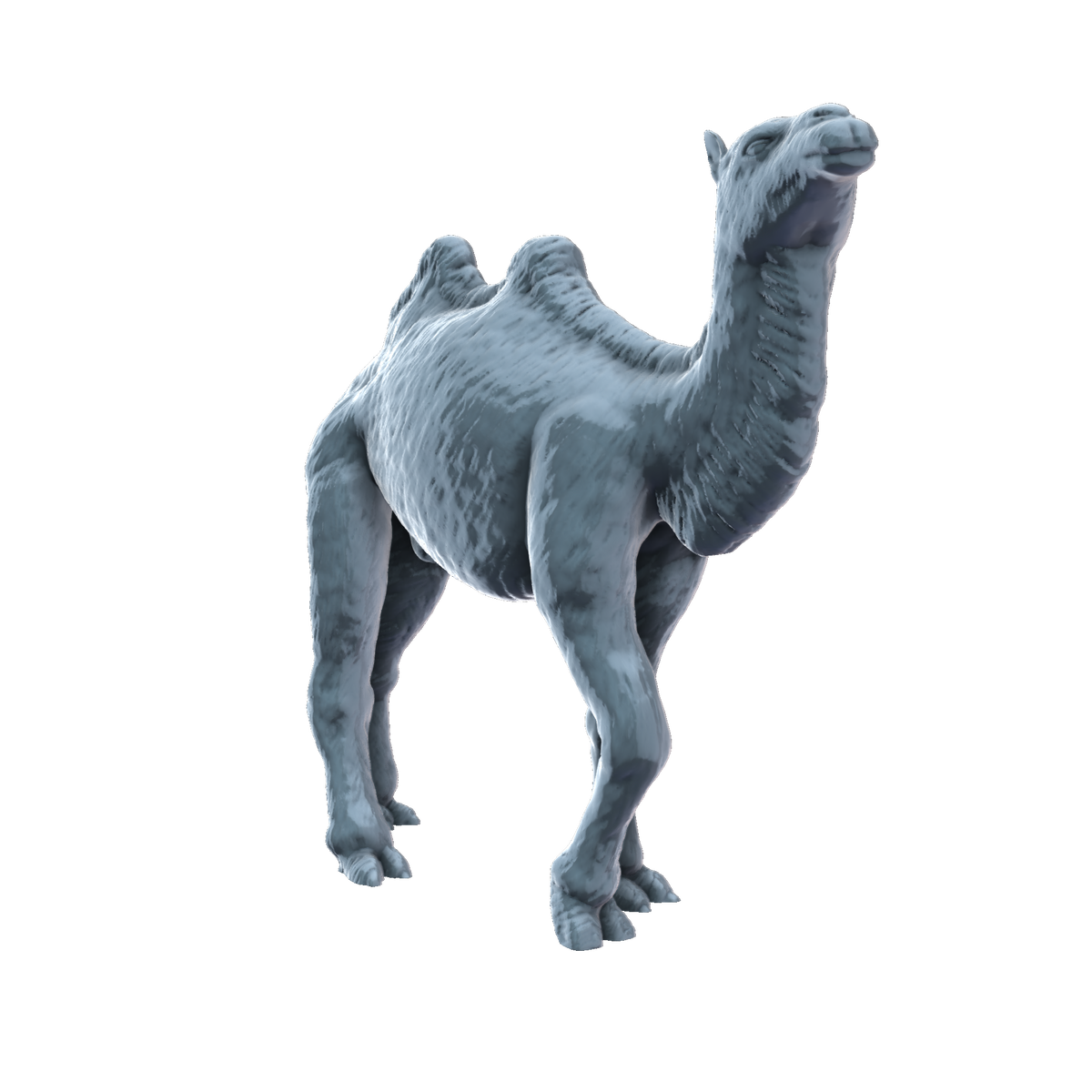 3D printed Bactrian camel walking front view