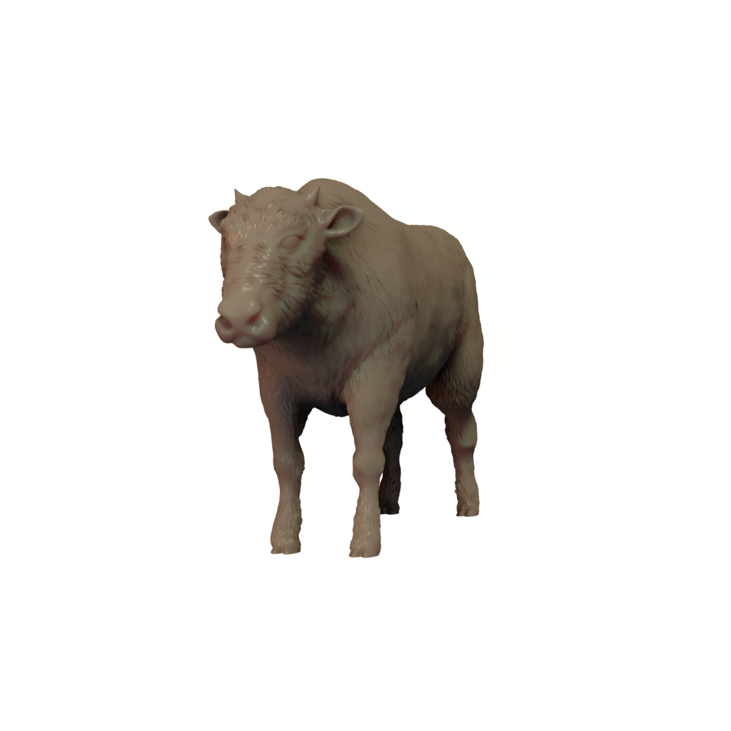 American Bison calf Pose 1