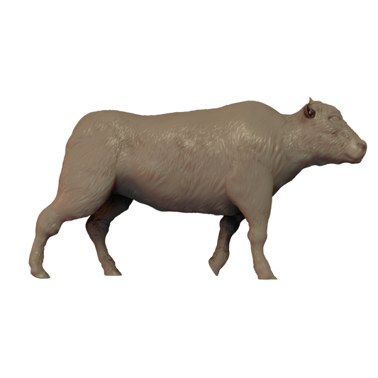 American Bison calf Pose 2