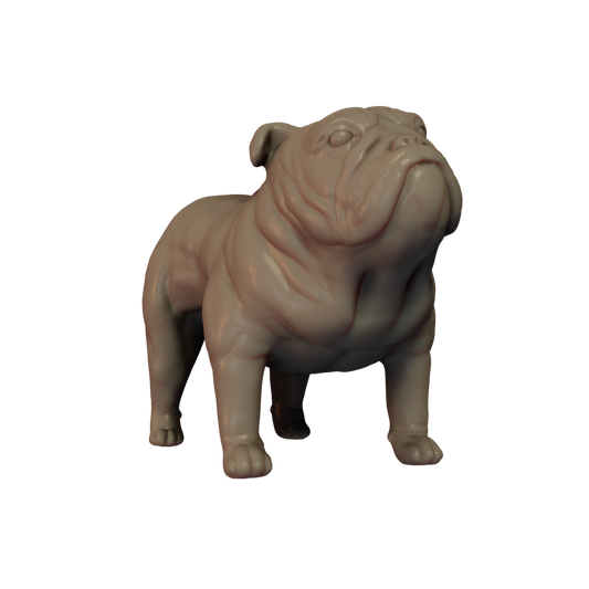 Bulldog Pose 1