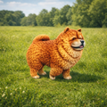 Chow Chow dog in a grass field