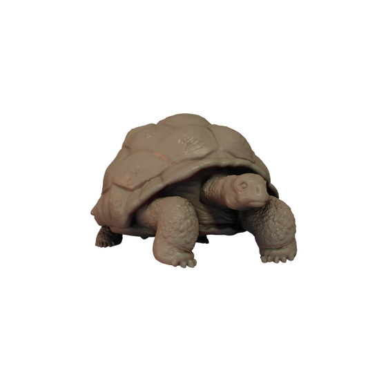 Giant Tortoise Pose 1