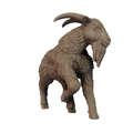 Goat Pose 1