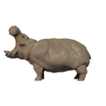 Hippopotamus Pose 2