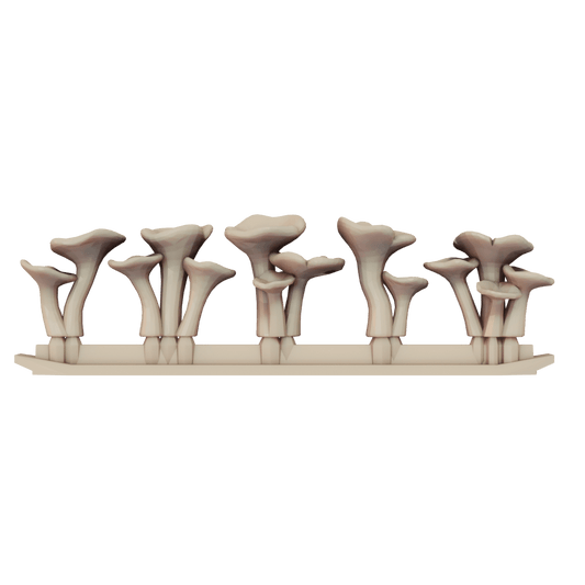 Mushroom Collection 6