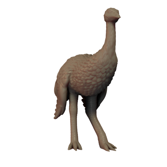 Ostrich Pose 1