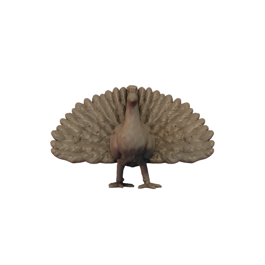 Peacock Pose 1