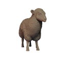 Sheep Pose 1