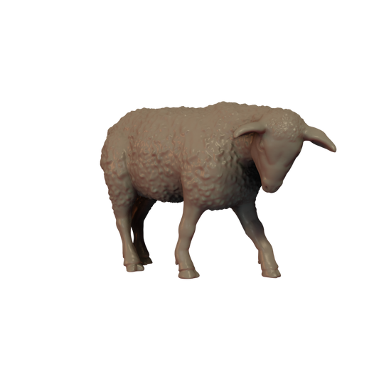 Sheep Pose 3