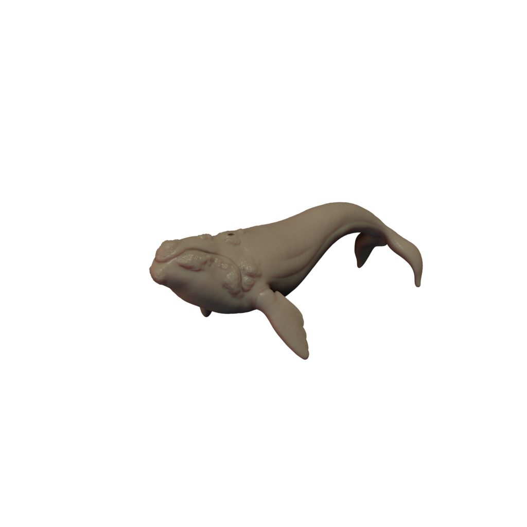3D printed Southern right whale side view