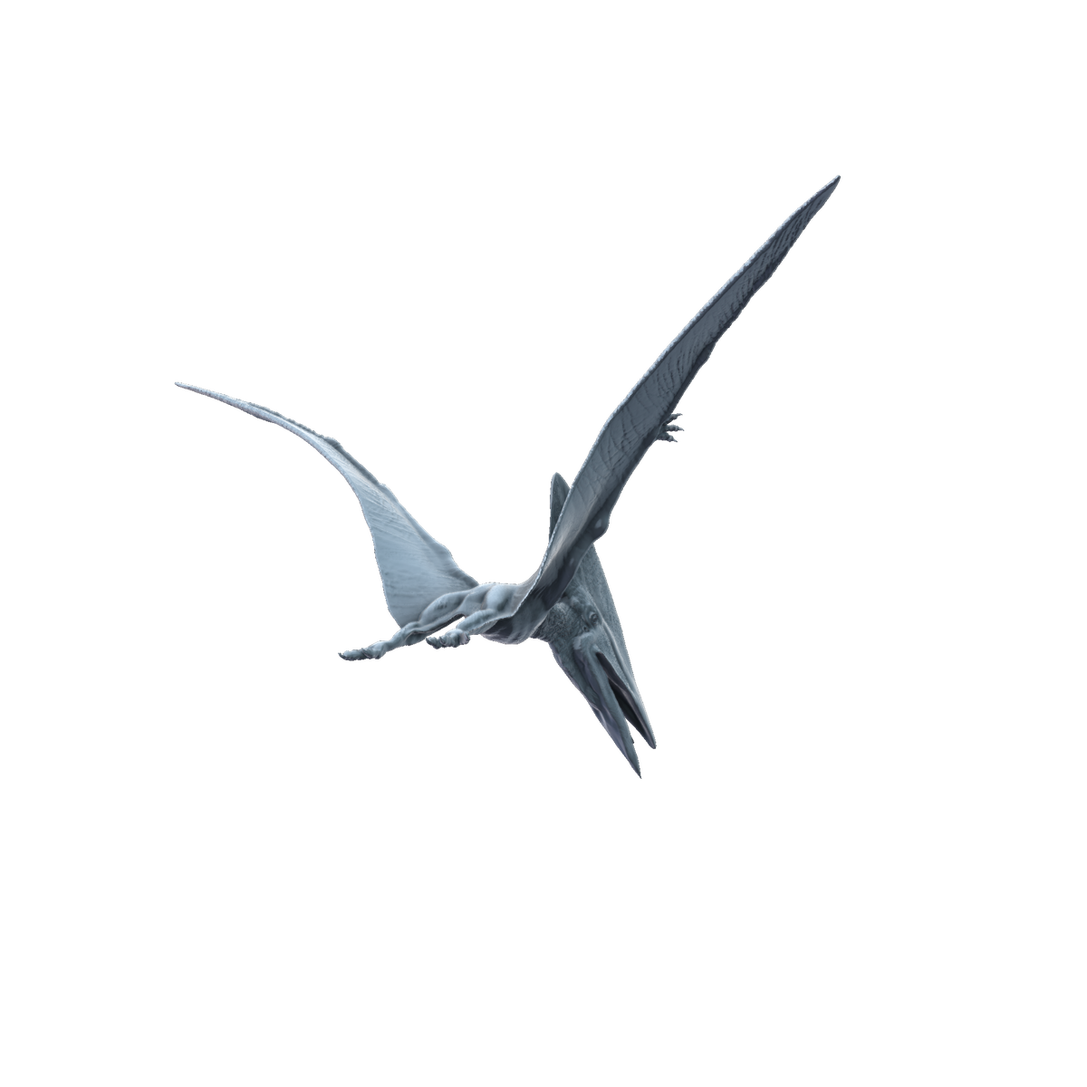 3D printed Thalassodromeus flying rear view