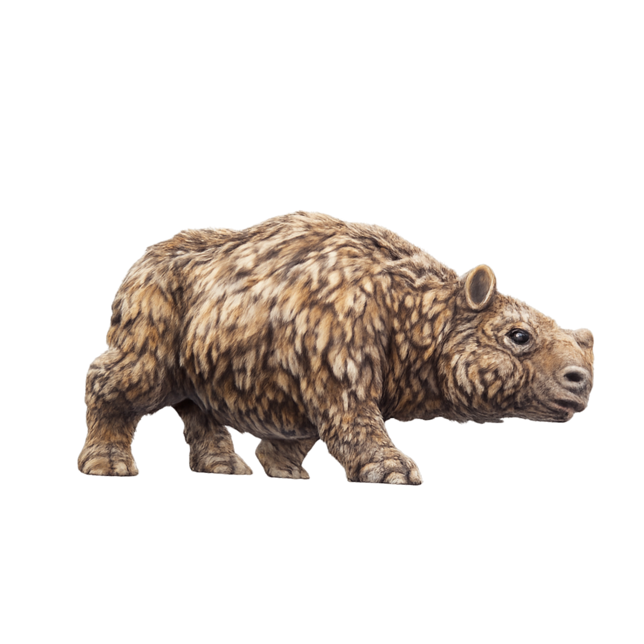 Painted Woolly rhinoceros Calf Walking miniature