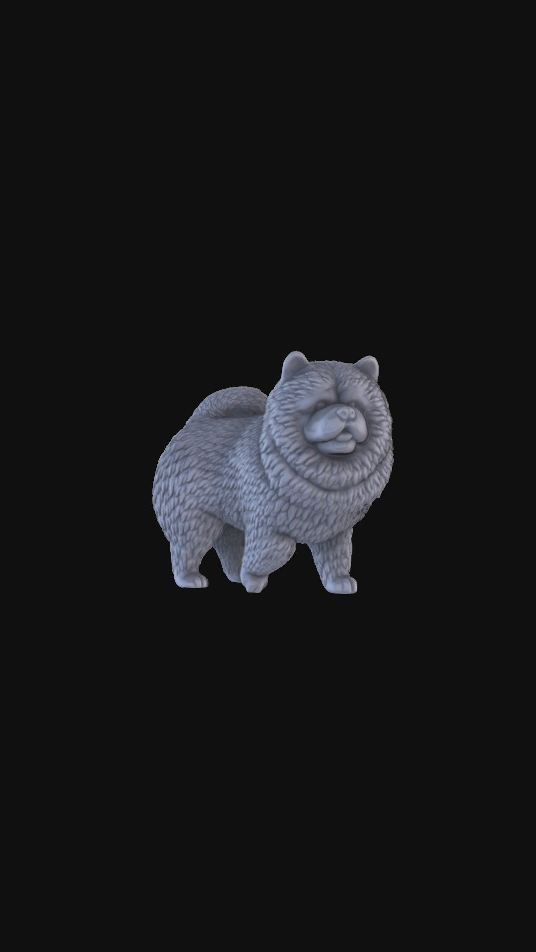 Chow Chow 360 degree view