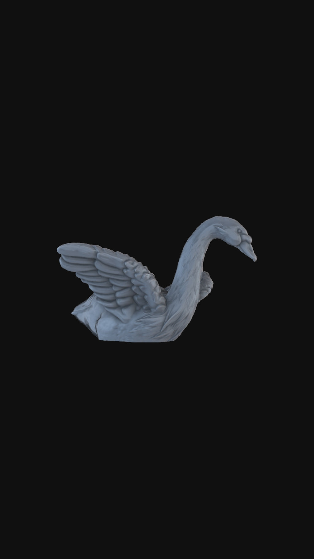 Swan in water 360 degree view
