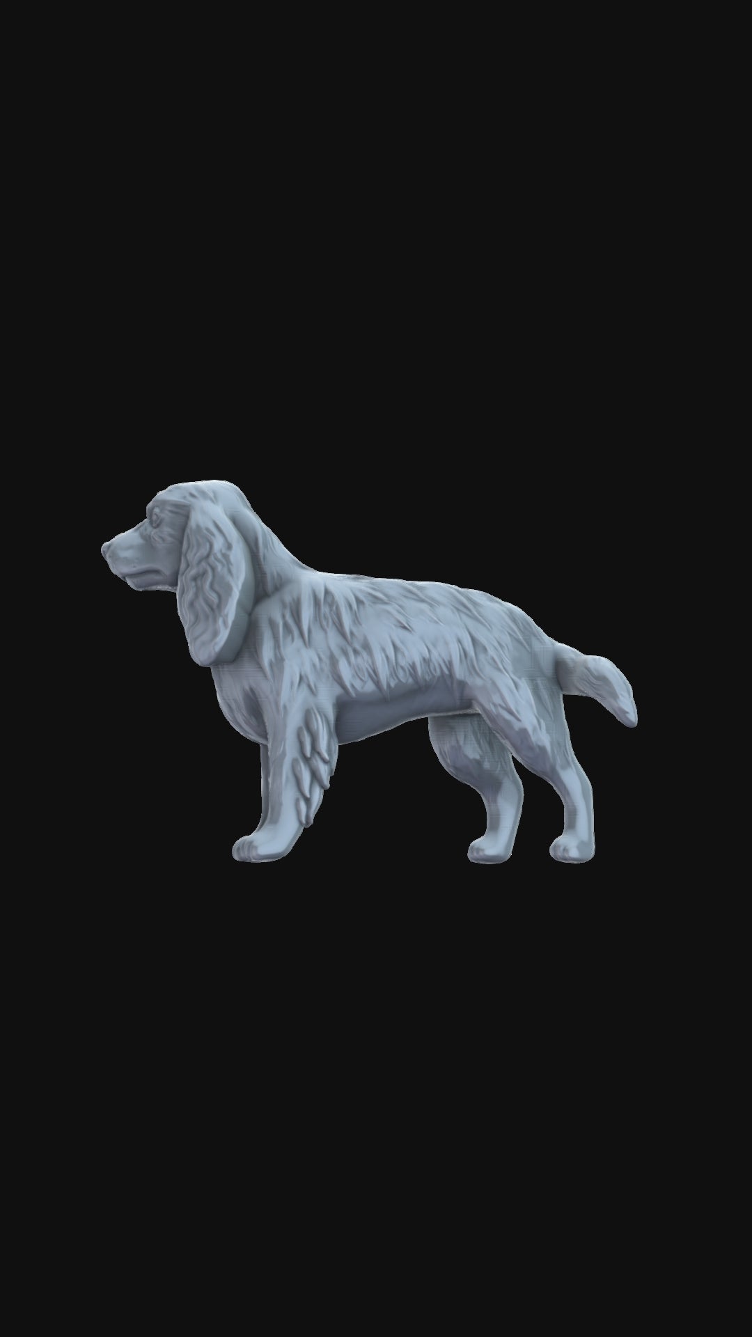 Cocker Spaniel 360 degree view