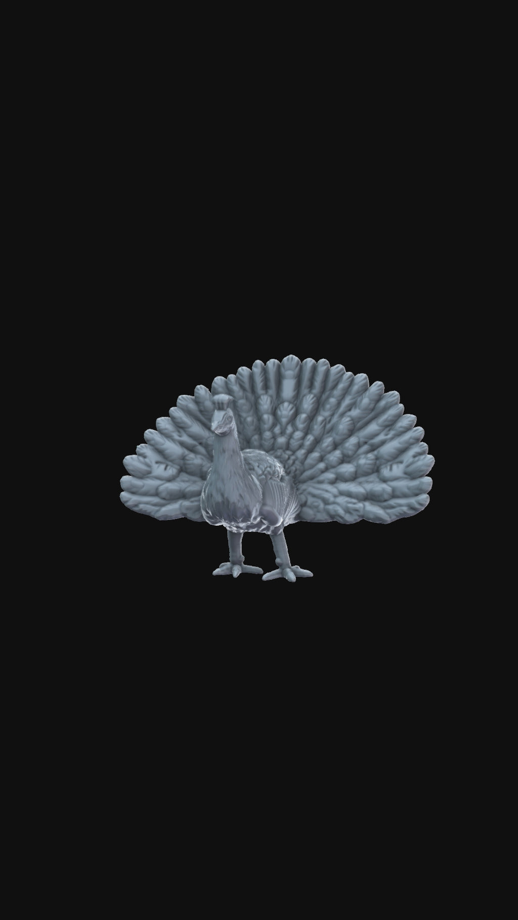Peacock 360 degree view