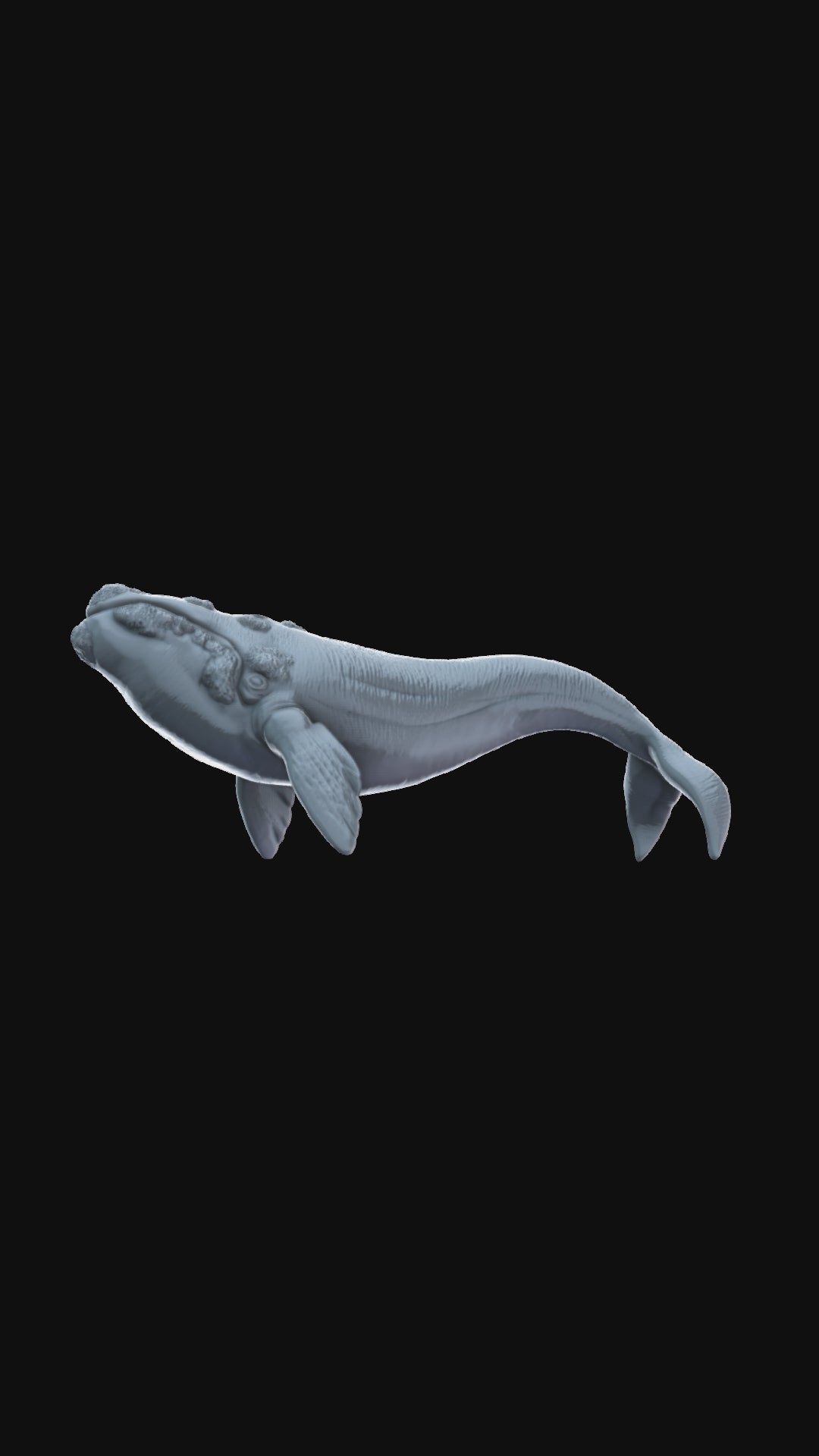 Southern right whale 360 degree view