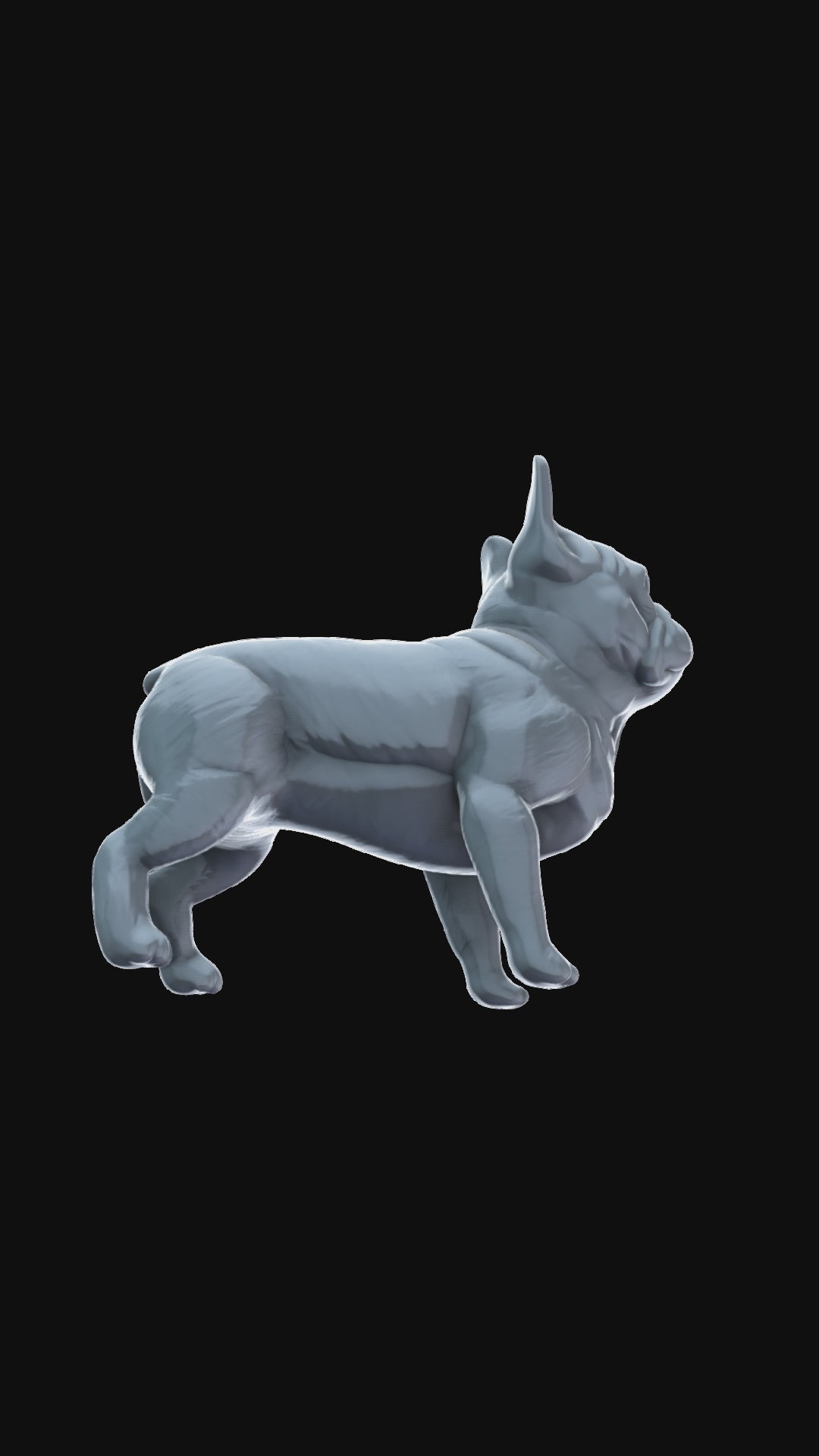 French Bulldog 360 degree view