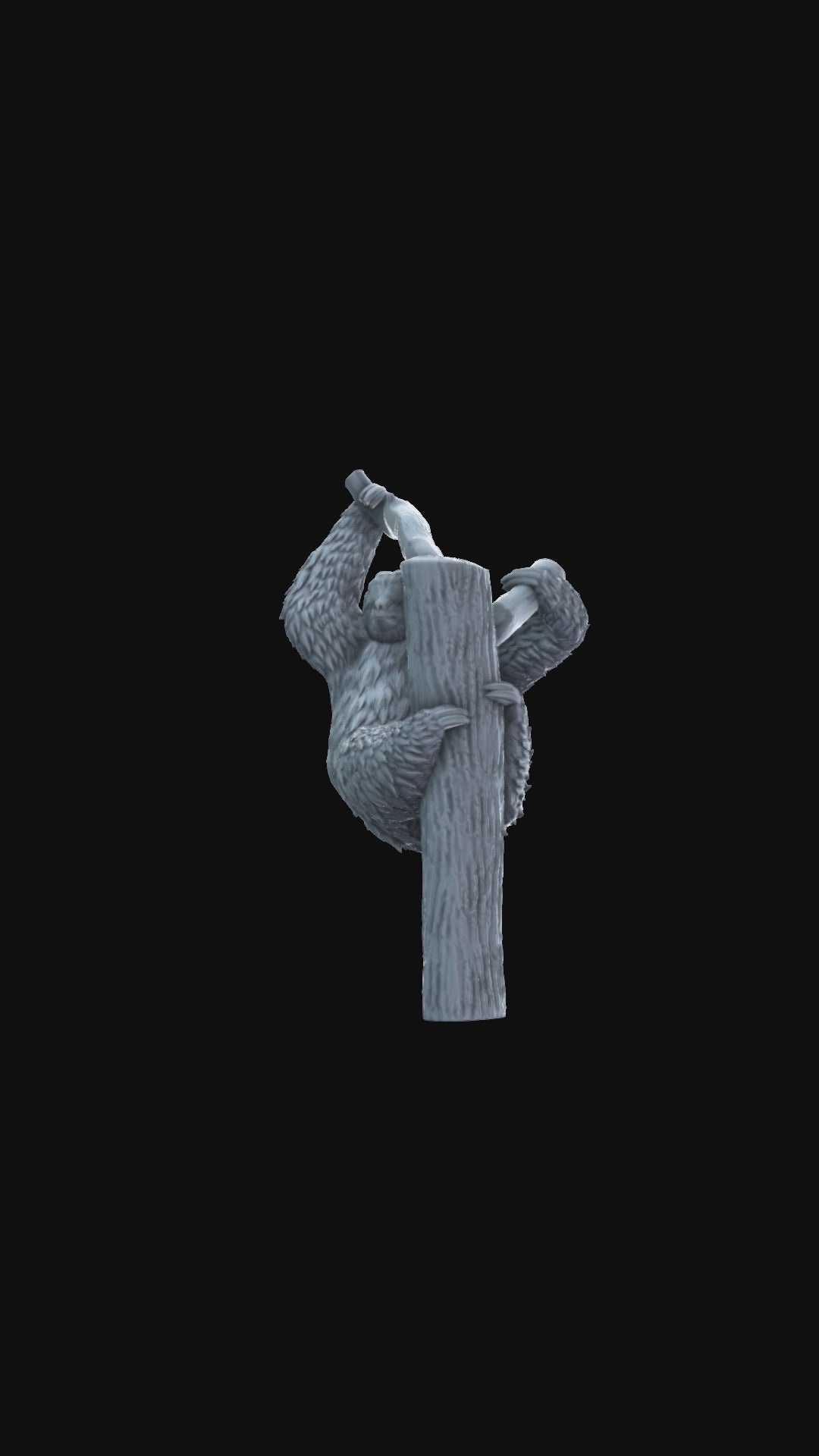 Sloth on branch 360 degree view