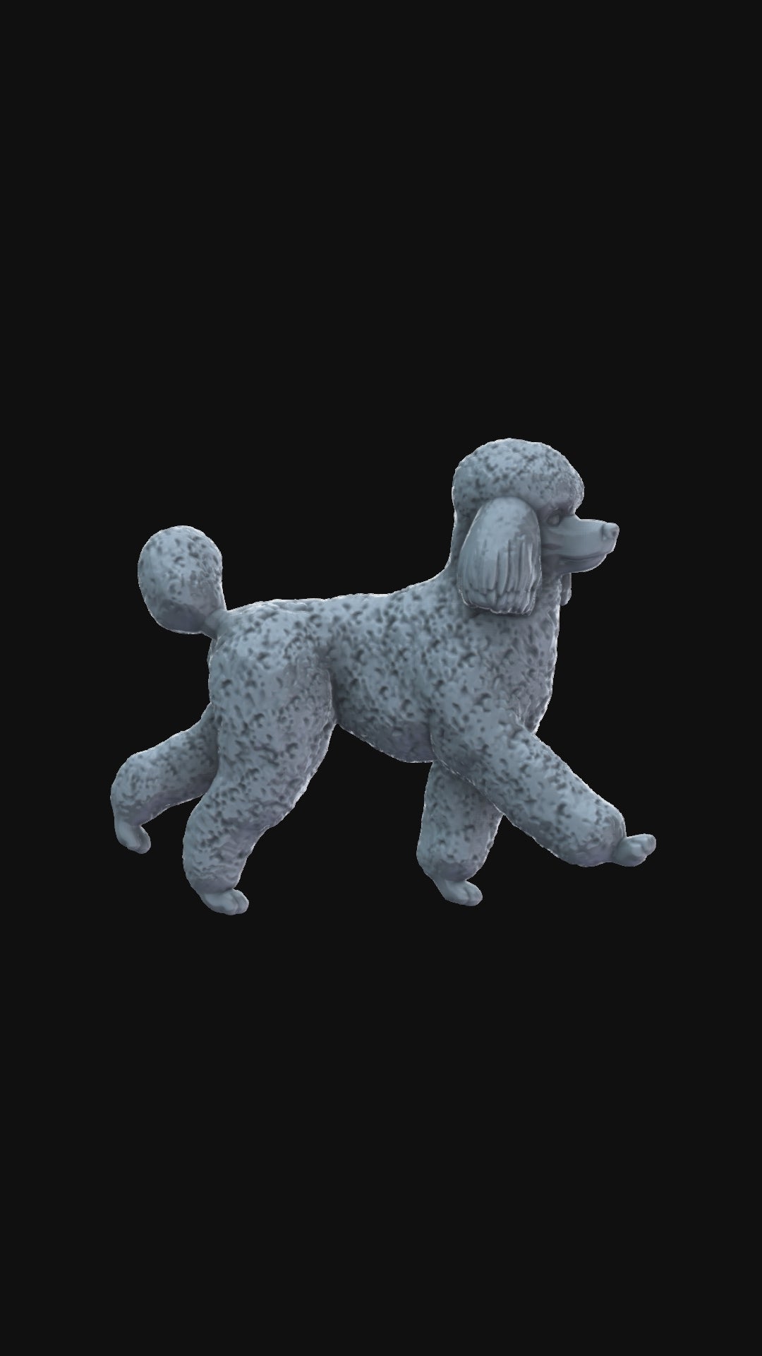 Poodle 360 degree view