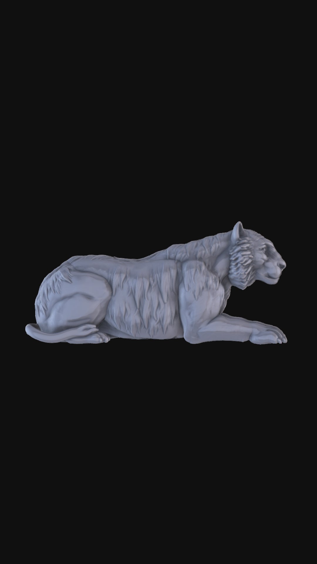 Tiger Laying 360 degree view