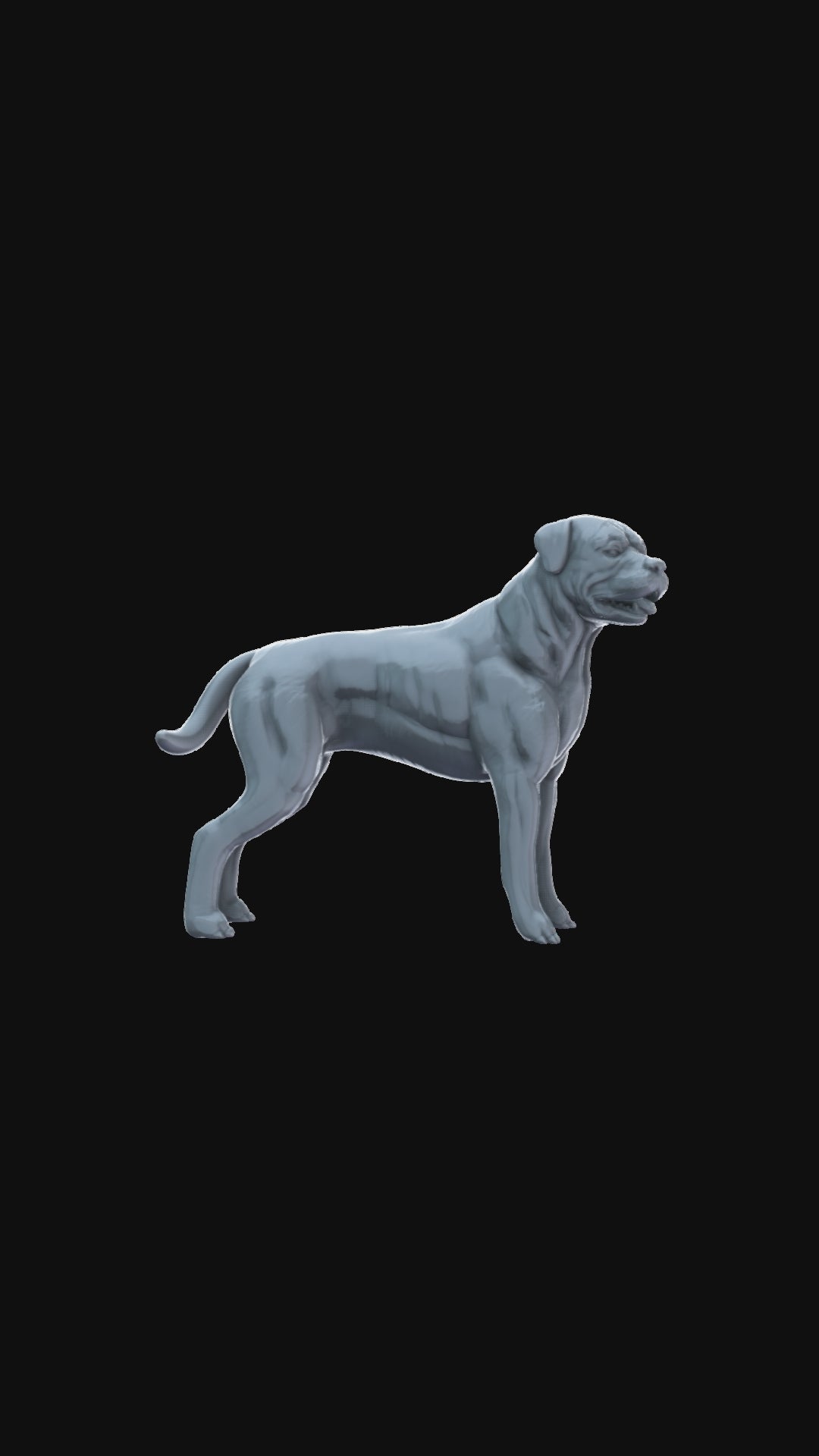 Rotweiller Standing 360 degree view