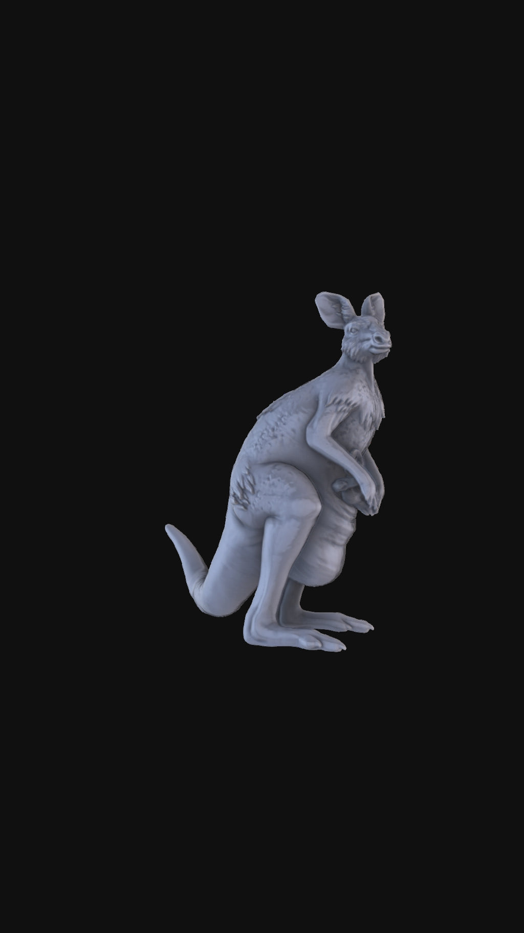 Kangaroo and Joey 360 degree view